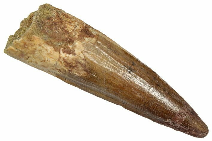 Fossil Spinosaurus Tooth - Real Dinosaur Tooth #331402